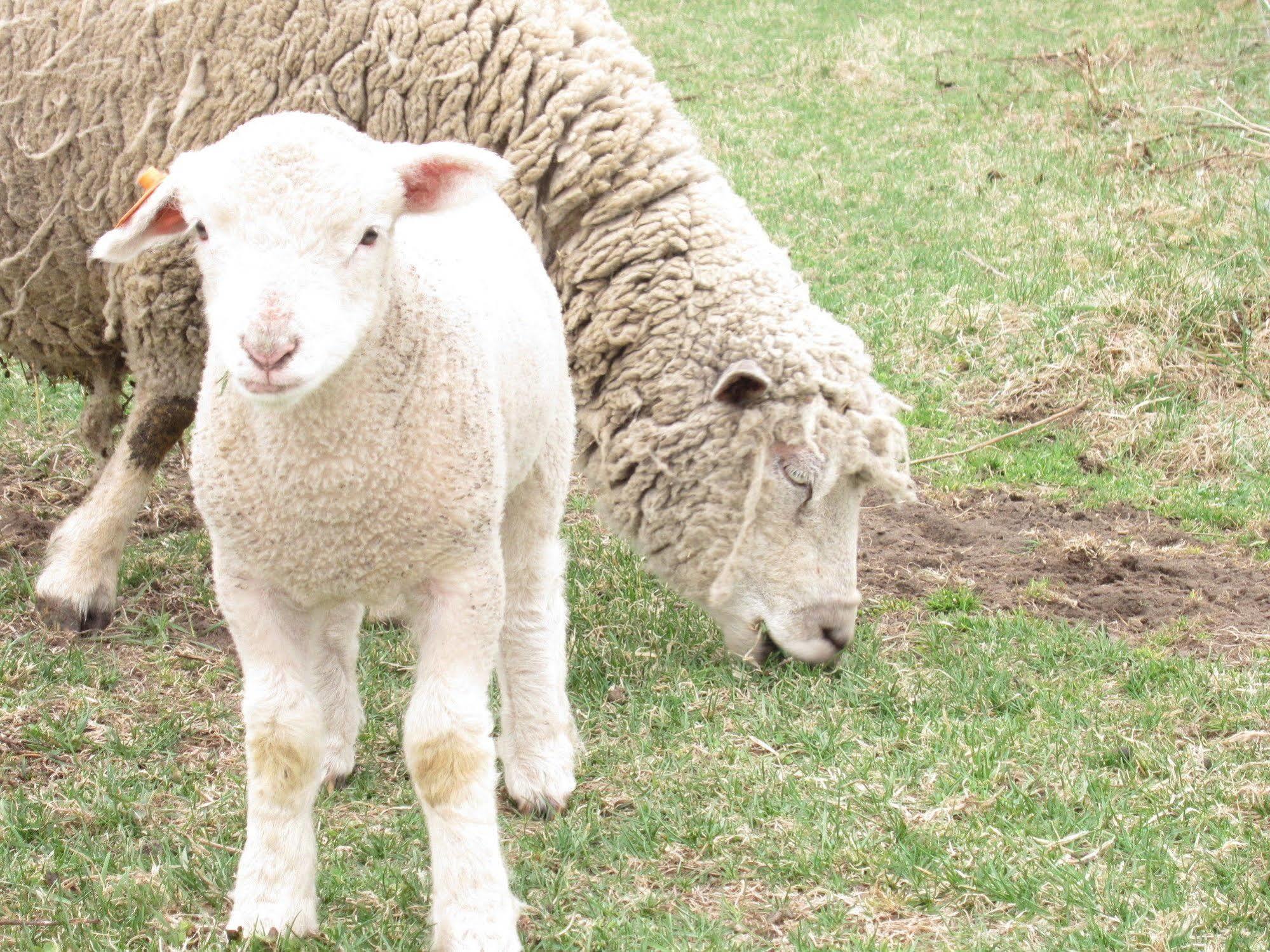 Yorkshire Farm Villa Shintoku Bagian luar foto