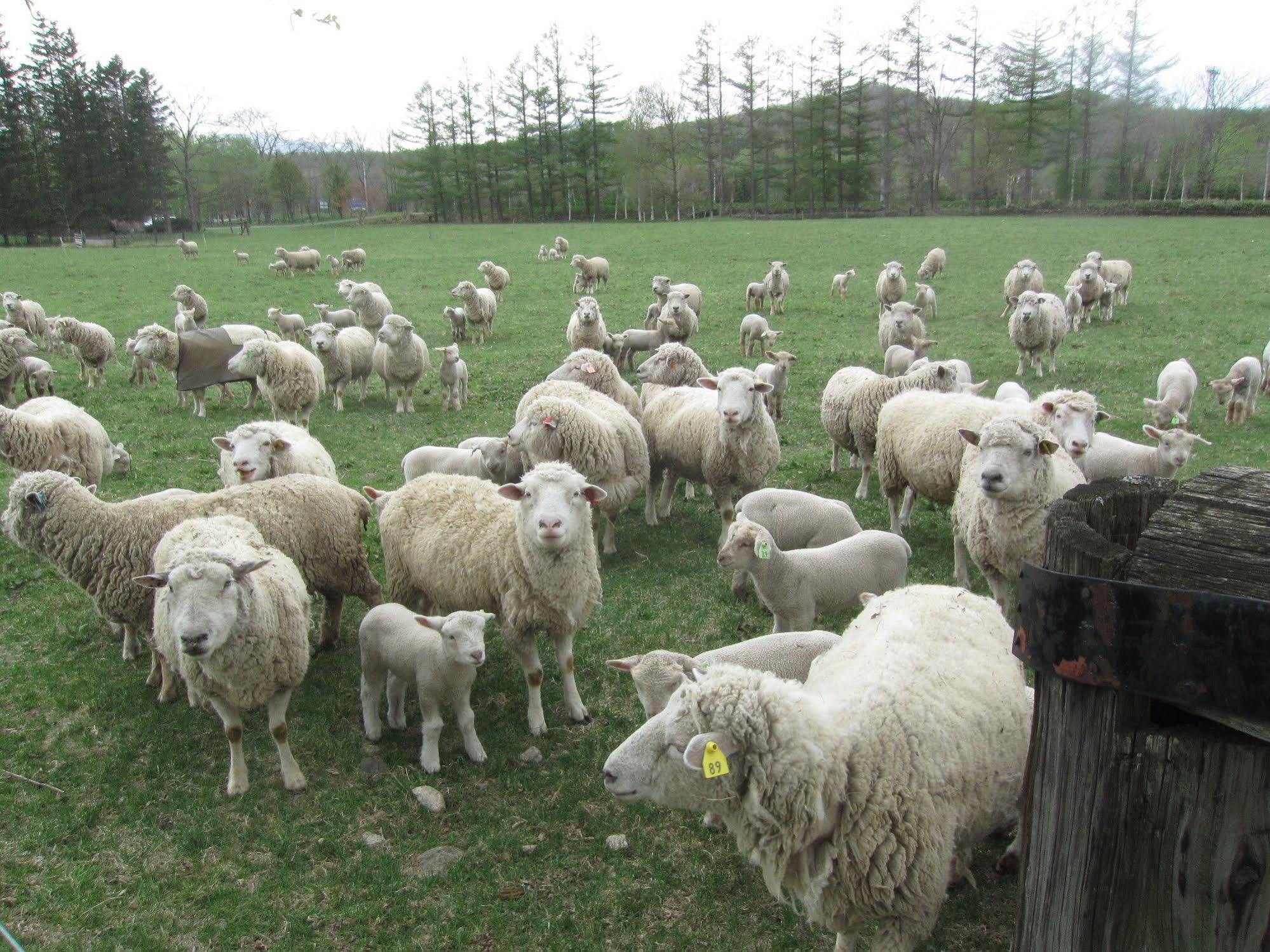 Yorkshire Farm Villa Shintoku Bagian luar foto